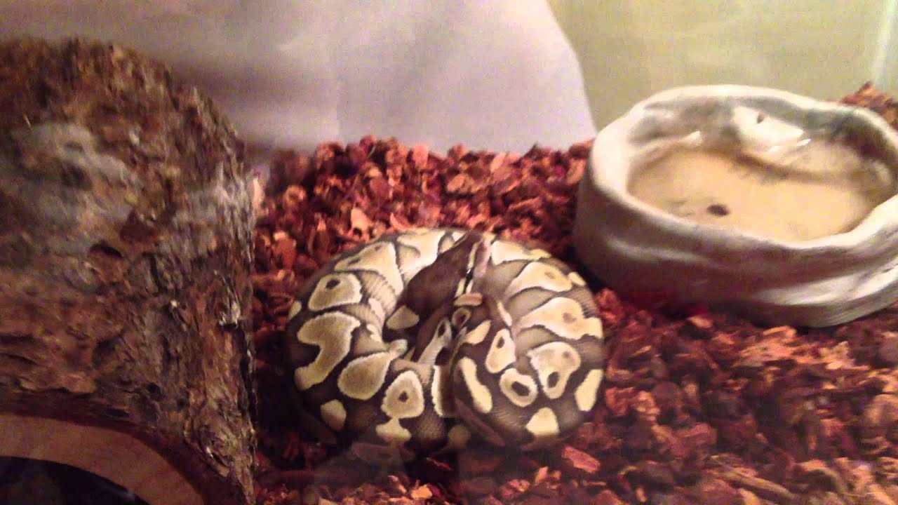 camera iphone 8 plus apk Reptile Expo Pickup