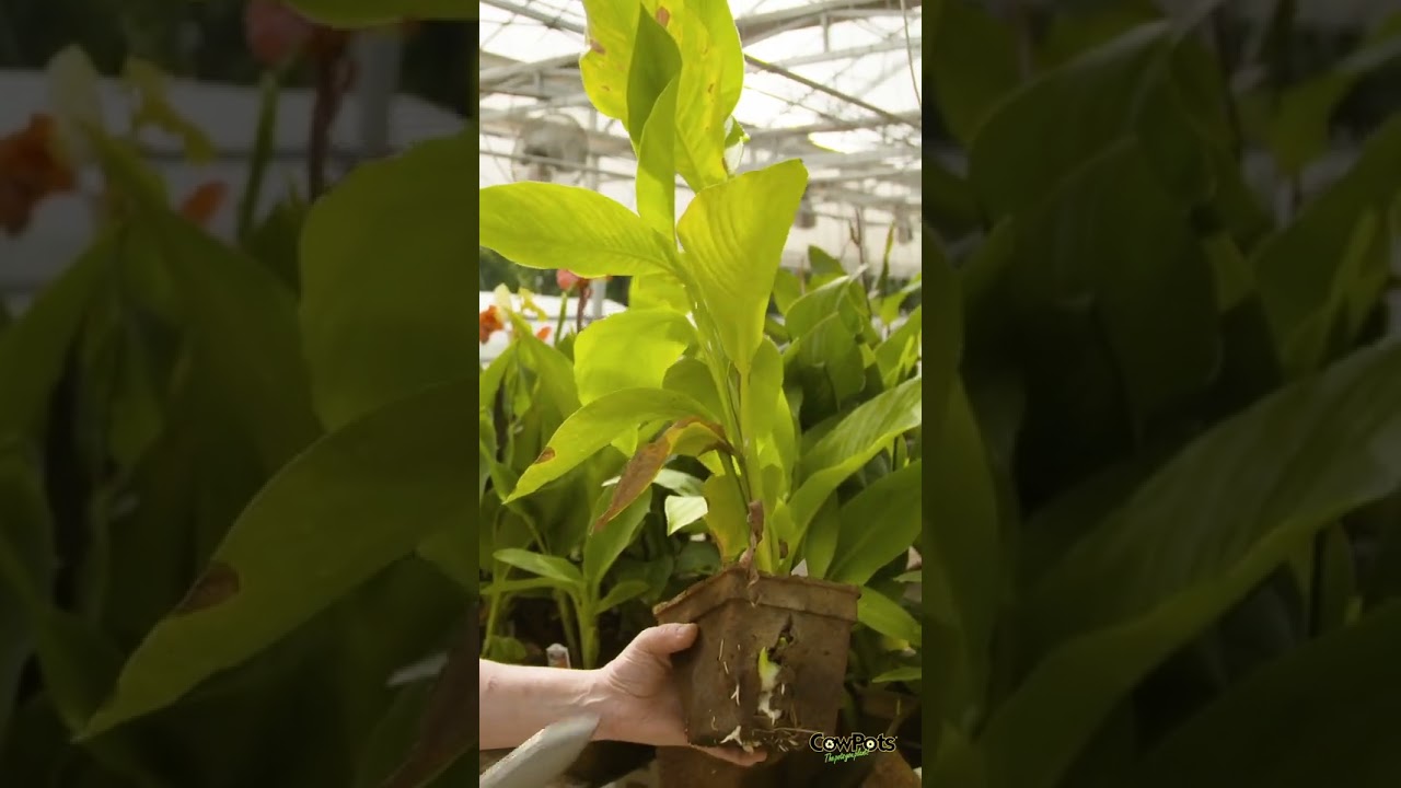 Plastic Free Planting with CowPots 