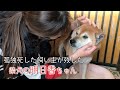 孤独死した飼い主が残した 柴犬の明日香ちゃん