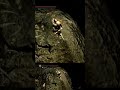 Thank you, Dark Souls👿☠️