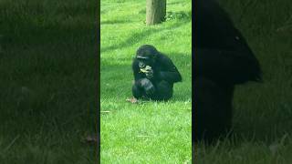 These Gorillas Are Enjoying A Scatter Feed In Their Garden! #Gorilla #Asmr #Mukbang #Eating