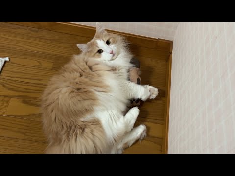 【ルクキック‼︎‼︎】たぬきさんを見失っちゃった、ノルウェージャンフォレストキャットがかわいいwww