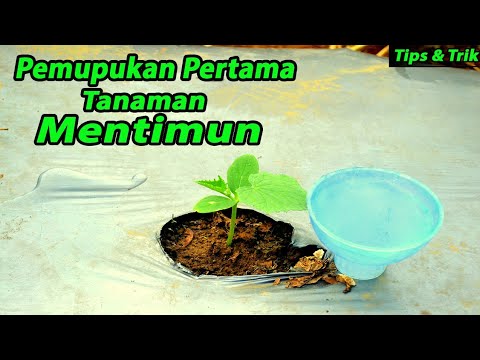 Video: Memupuk Mentimun Di Rumah Kaca: Pupuk Apa Yang Digunakan Jika Mentimun Tumbuh Buruk? Apa Yang Harus Diberi Makan Setelah Penanaman Bibit Pertama? Seberapa Sering Menyemprot?