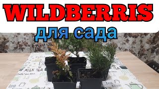 видео: саженцы с Вайлдберрис картинка: саженцы с Вайлдберрис