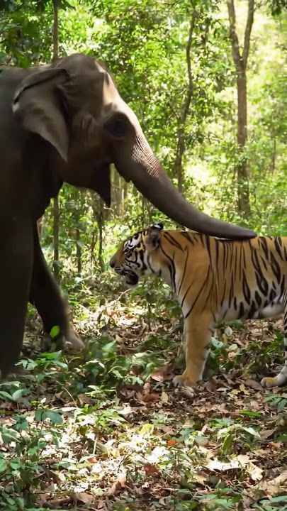 one tiger on elephant and fight #reels #viral #share #comedy #funny #subscribe #shorts