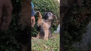 Poppy Play Afternoon