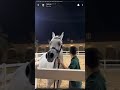 الصمت في حرم الجمال جمال