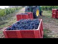 Regardez les vendanges autour de bordeaux 🇨🇵👍 بذاية موسم ...