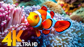 THE BEST 4K AQUARIUM [60FPS] - Full Documentary - Beautiful Coral Reef Fish Video - Stress Relief