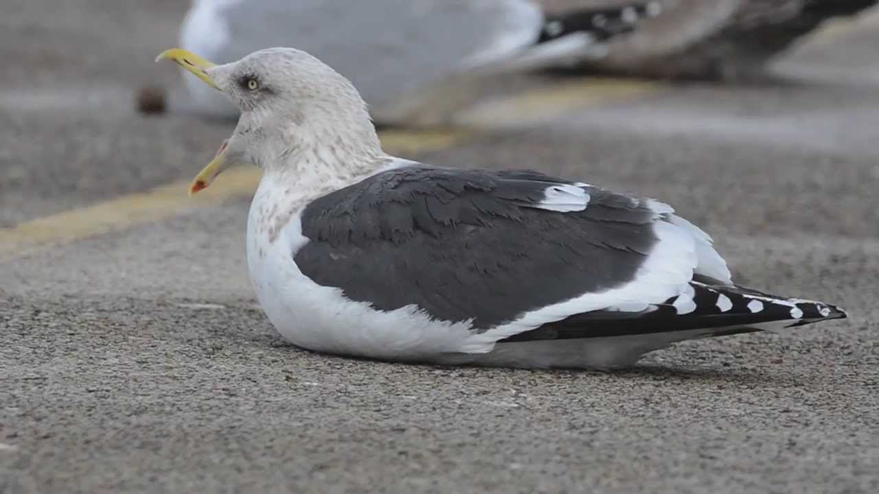 Adult Slaty-backed Gull, Lake County Fairground, LIbertyville, Illinois