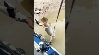 FAIL Catch n Release #fishing #shorts #boat #new #today #catchandrelease #new