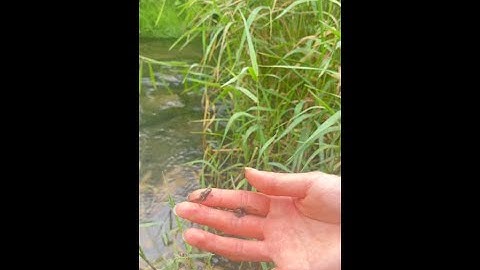 Tadpole → Frog → Freedom! 🐸💧