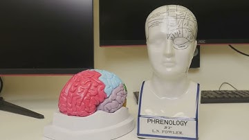 Unlocking the Mysteries of the Human Brain! #brain #humanbrain