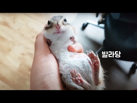 꼬리 흔드는 다람쥐 순한 양 만들기