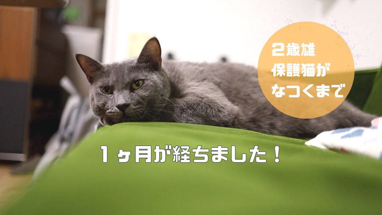 保護猫がなつくまで 我が家にきて1ヶ月 Youtube