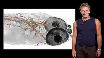 Florian Engert (Harvard) 1: Fish in the matrix: neuronal activity & behavior in virtual environments