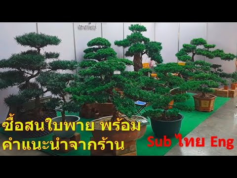 ซื้อสนใบพายยอดแดงต้นเล็ก สวนมิ่งไม้มงคล บ้านและสวน Buy a small red pine l SurasanV