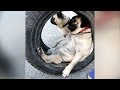 FUNNY DOGS that will MAKE YOUR STOMACH HURT from LAUGHING // Funny DOG compilation
