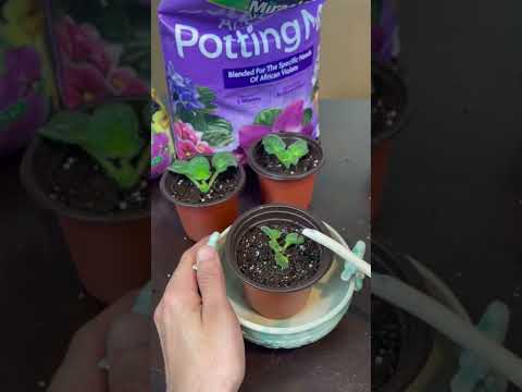 Vídeo: Replantació de violetes africanes: quan trasplantar una planta de violeta africana