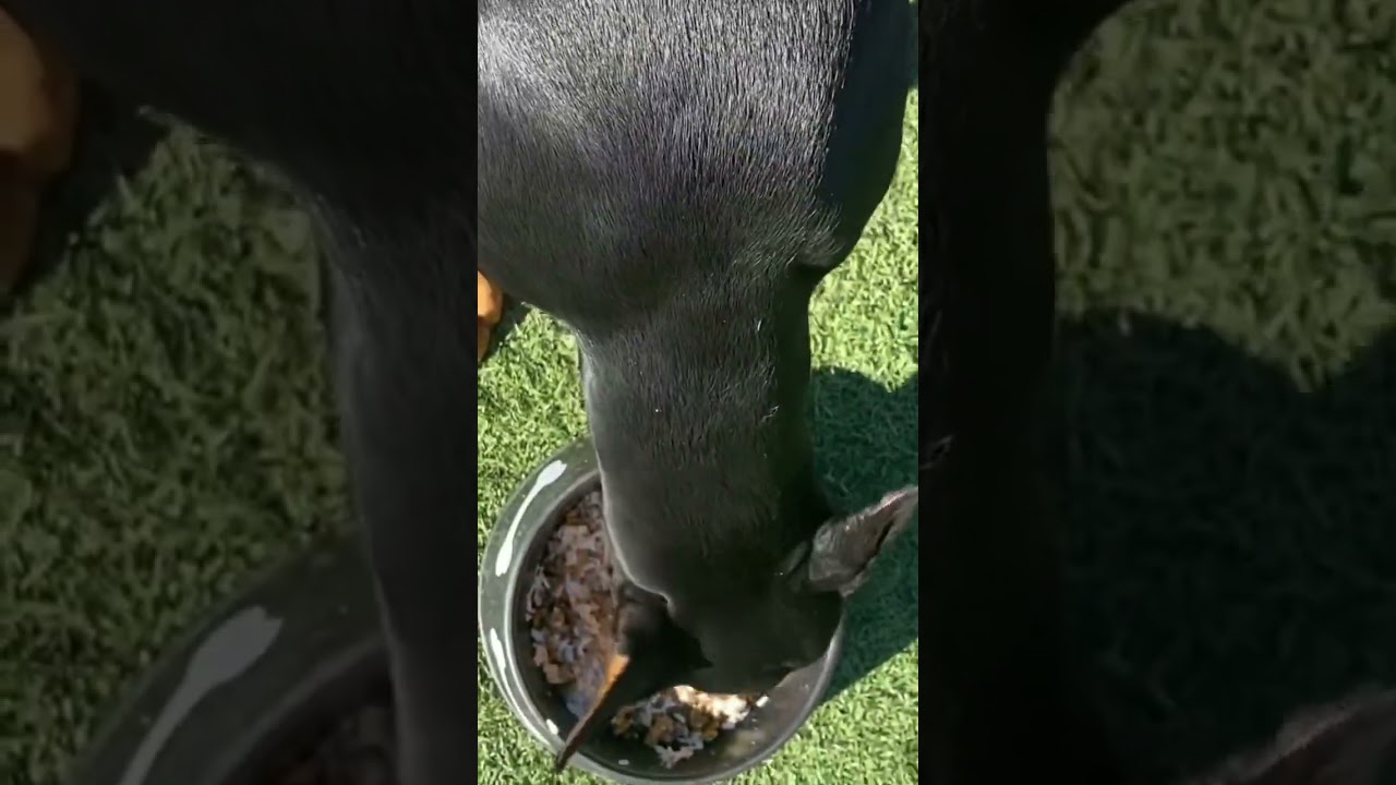 Top 5 healthy human foods you can feed your dogs