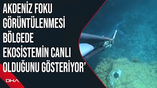 Akdeniz foku görüntülenmesi bölgede ekosistemin canlı olduğunu gösteriyor’