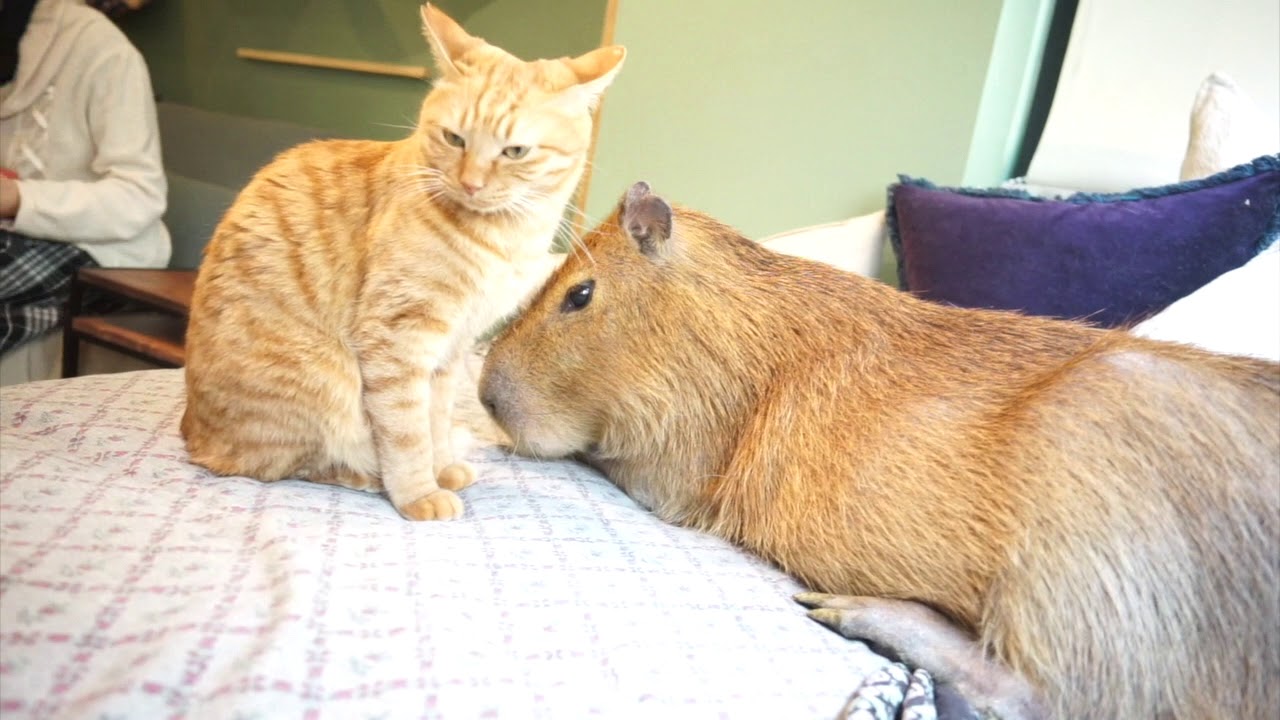 吉祥寺のカピねこカフェへ行ってみたら癒し満載スポットだった Capybara Cat Cafe Youtube