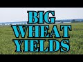 Five drivers of big wheat yields