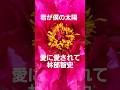 愛に愛されて(林部智史)優しさは満開の牡丹のように #love #song #music #shorts #shortvideo #short #art #flowers #artist #live