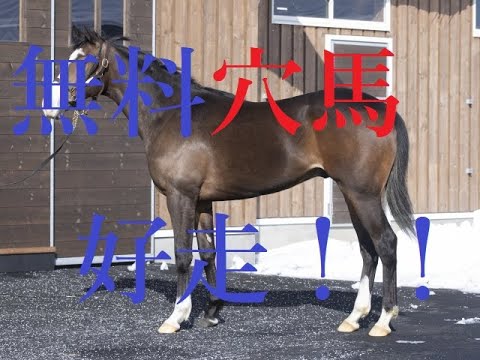 新潟２歳ステークス 2021 アライバルは消える？死角と不安材料 馬券的マイナスポイント 札幌記念無料穴馬好走
