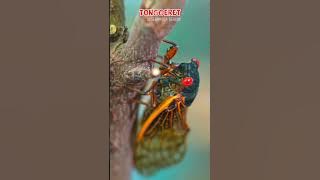 Fakta tentang tonggeret atau garengpung Si serangga berisik di musim kemarau | cicadidae | cicada