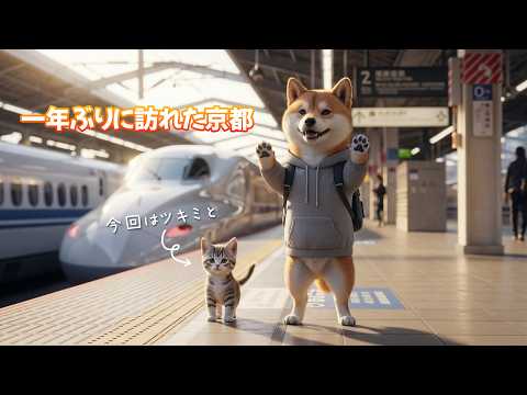 Shibaさん Shiba Inu Breed Standard | Timberfox Shibas