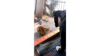 American Pitbull Wants To Play With Tom Funny Cat & Dog Looking Each Other