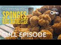 Sponges: Oldest Creatures in the Sea? - Full Episode