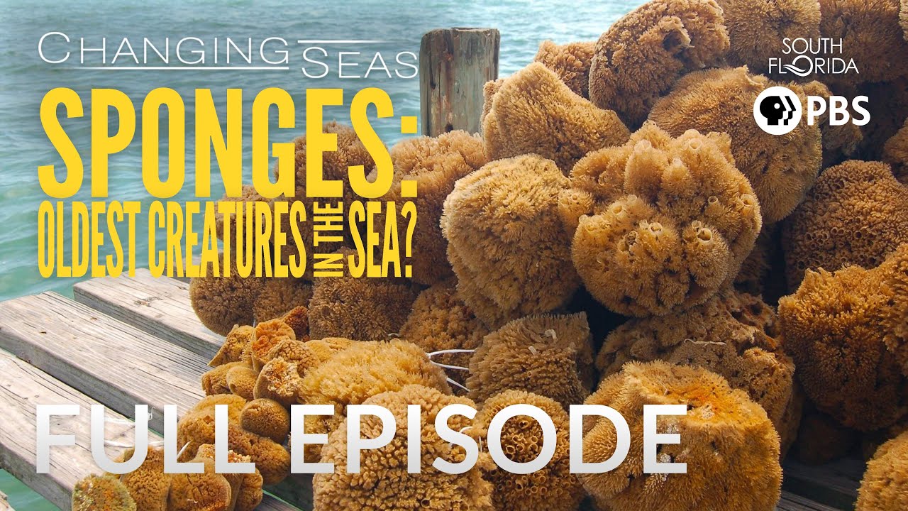 Amazing footage of sponges pumping! 