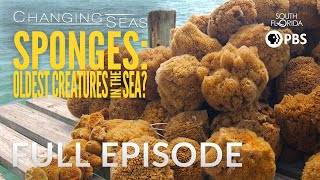 Sponges: Oldest Creatures in the Sea?  Full Episode