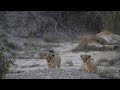 Lion cub went far away while its mother was sleeping