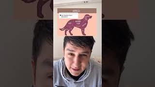 Köpek Sevme Rehberi