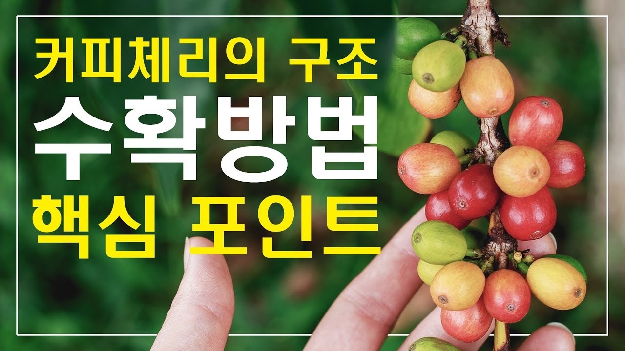 [ 커피 ]커피체리의 구조와 수확 방법까지 핵심 콕콕 찔러보자!!