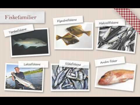 Video: Saltvannsfisk For Nybegynnere: Kardinalfisk (Family Apogonidae)