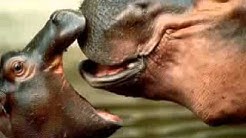 Mayang Sari - Sudah Tak Ada  - Durasi: 4:24. 