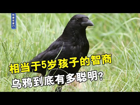 会自己制作工具，相当于5岁孩子的智商，乌鸦到底有多聪明？【科普任意门】