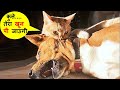 O.. bhai !! इन जानवरों ने तो हद करदी |Most Funny Animal Moments Caught On Camera Part -44