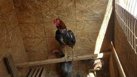 Qaib Asil (9 months)