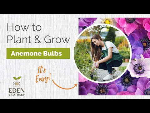 Video: Cum plantezi bulbi de anemone în Australia?