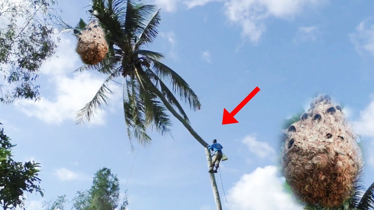 Professional woodcutters risk cutting down a coconut tree with a beehive at the top.