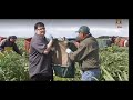 Artichokes processing in hindifood techbobby bognarhistory tv 18