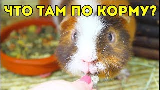 ВЫБРОСИЛА МЕШОК КОРМА В МУСОРКУ / ЗООПОКУПКИ / КОРМ МОРСКИХ СВИНОК SvinkiShow ВЫБРОСИЛА МЕШОК КОРМА В МУСОРКУ / ЗООПОКУПКИ / КОРМ МОРСКИХ СВИНОК SvinkiShow
