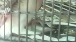 contoh perkutut semar lungguh yang benar