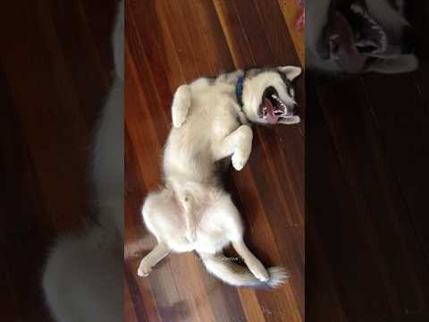Normal dogs vs