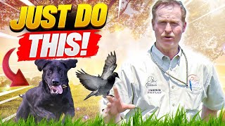 Training Dogs to Sniff Out Birds in the Field!